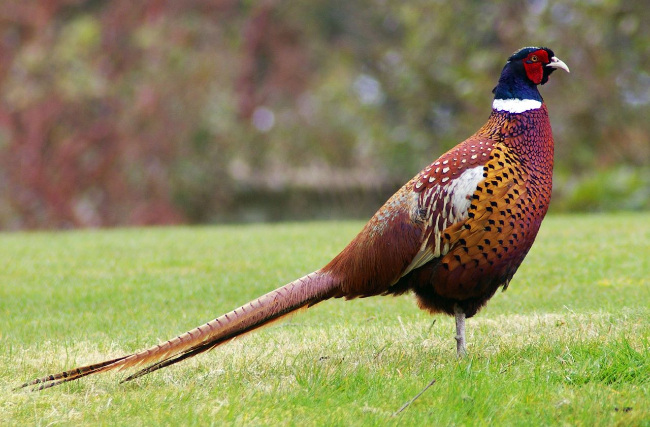 Picture of a pheasant by Gary Noon - Flickr, CC BY-SA 2.0.