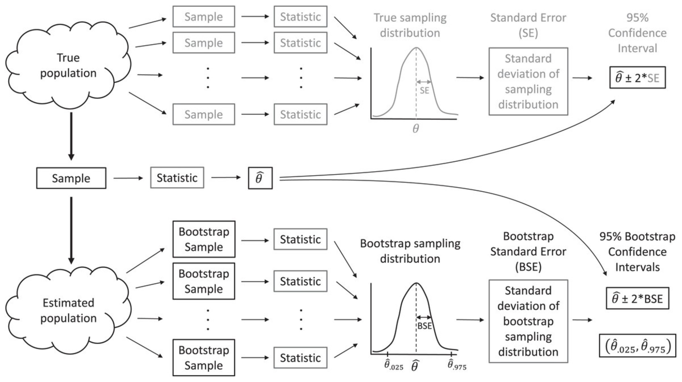 The bootstrap allows us to estimate characteristics of the sampling distribution (e.g., its standard deviation) by repeatedly sampling from an estimated population.  Figure from Fieberg, J. R., Vitense, K., and Johnson, D. H. (2020). Resampling-based methods for biologists. PeerJ, 8, e9089.  DOI: 10.7717/peerj.9089/fig-2
