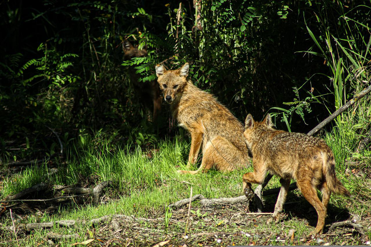 Golden jackles (Canis aureus) in the Danube Delta, Romania. Image by Andrei Prodan from Pixabay.
