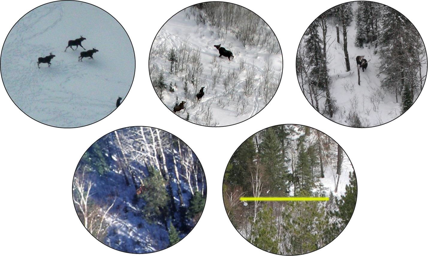 Observations of moose in Minnesota with a circular field of view used to measure the degree of visual obstruction.  Photos by Mike Schrage, Fond du Lac Resource Management Division.